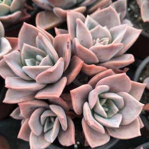 Graptoveria &#39;Bainesii&#39;, Rare Live Succulent