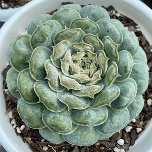 Echeveria sp. &#39;Gilo&#39; Rare Live Succulent