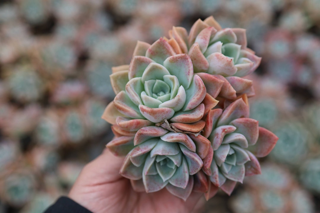 グラプトベリア「ハリー・ワトソン」クラスター、珍しい生きた多肉植物