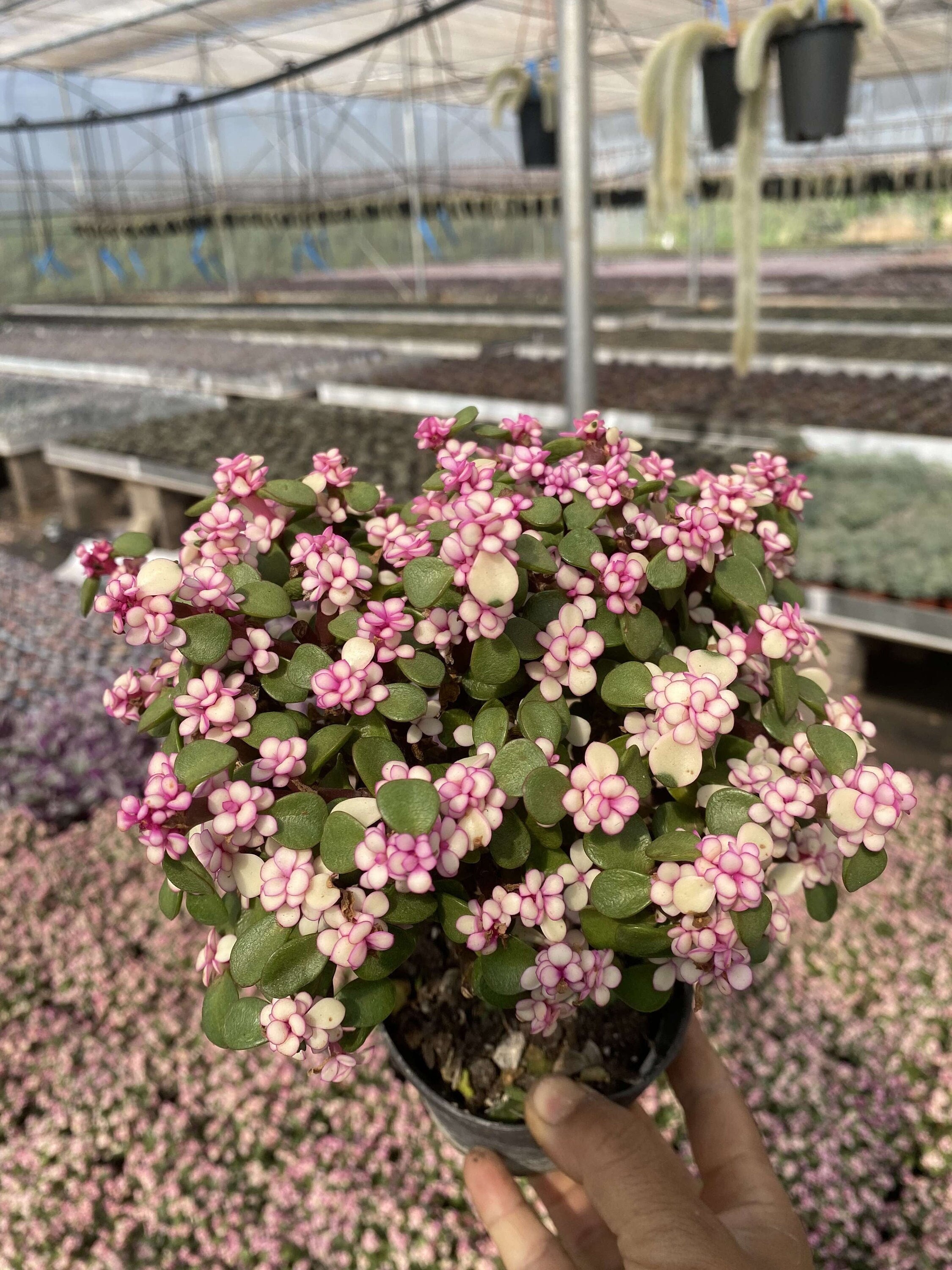 compo dünger unkrautvernichter Compo Expert Rasendünger mit Unkrautvernichter Floranid – rasenwelt GmbH main image 1