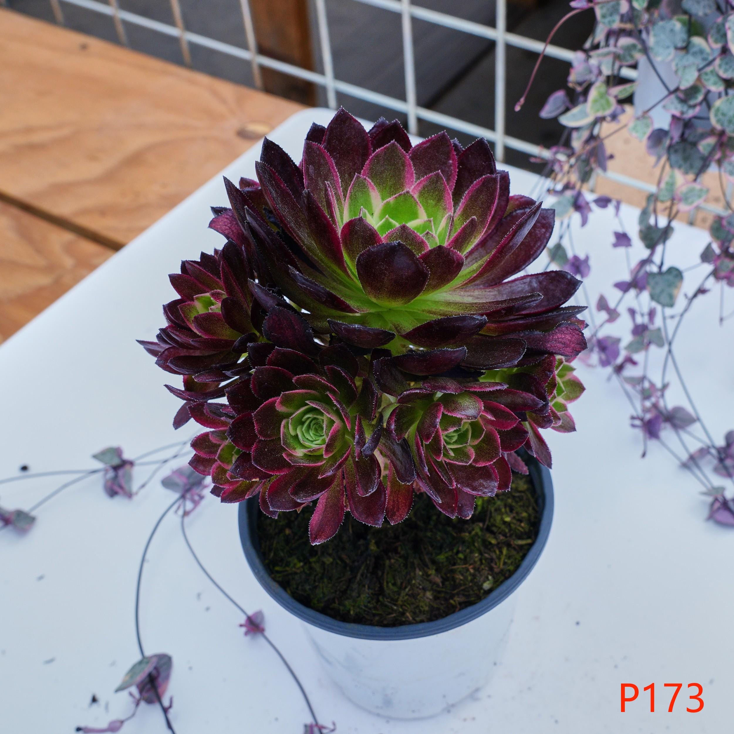 アエオニウム ネプチューン - 生きた植物、P173 - Etsy 日本