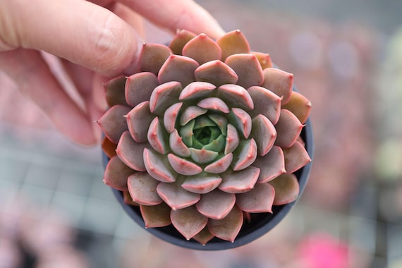 エケベリア「レディローズ」 - 生きた多肉植物 - Etsy 日本