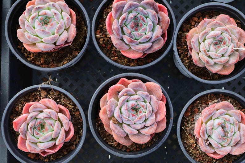 Echeveria Apparition Cristation Live Succulent Etsy echeveria-apparition-cristation-live-succulent-etsy