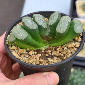 Haworthia truncata - Live Succulent