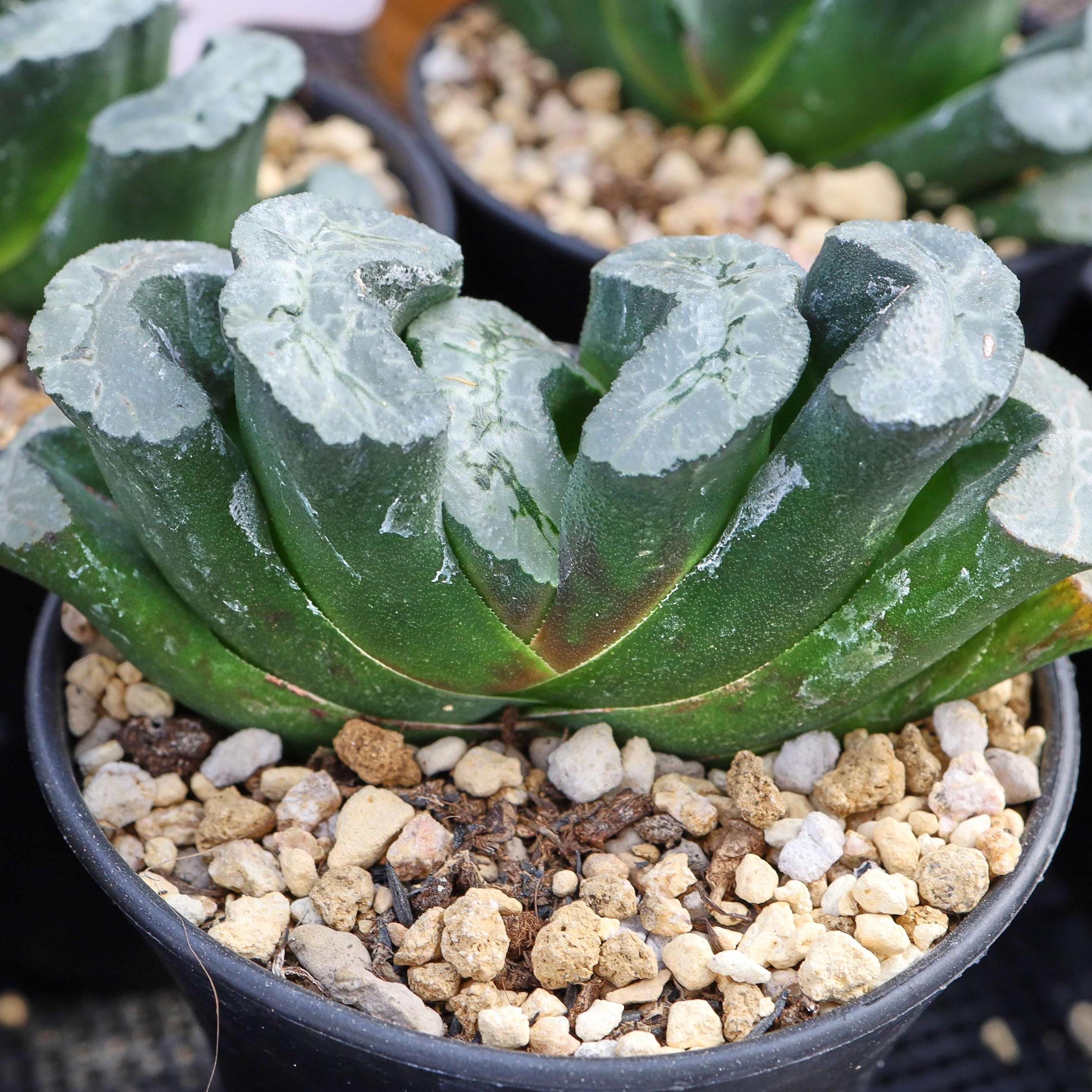 Haworthia Truncata Aoi 7 - Live Succulent - Etsy