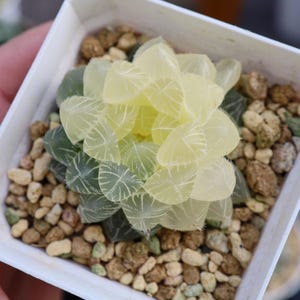 Haworthia cooperi songlan Variegated - Live Succulent