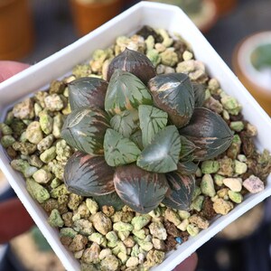 Haworthia cooperi Dark Grape Variegated - Live Succulent