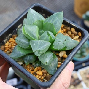 Haworthia pygmaea Ice City - Live Succulent