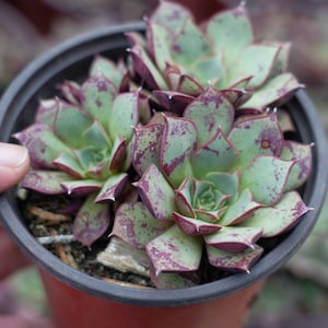 Echeveria Longissima  - Live Succulent