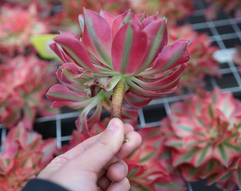 アエオニウム ピンク ウィッチ、珍しい生きた多肉植物 - Etsy 日本