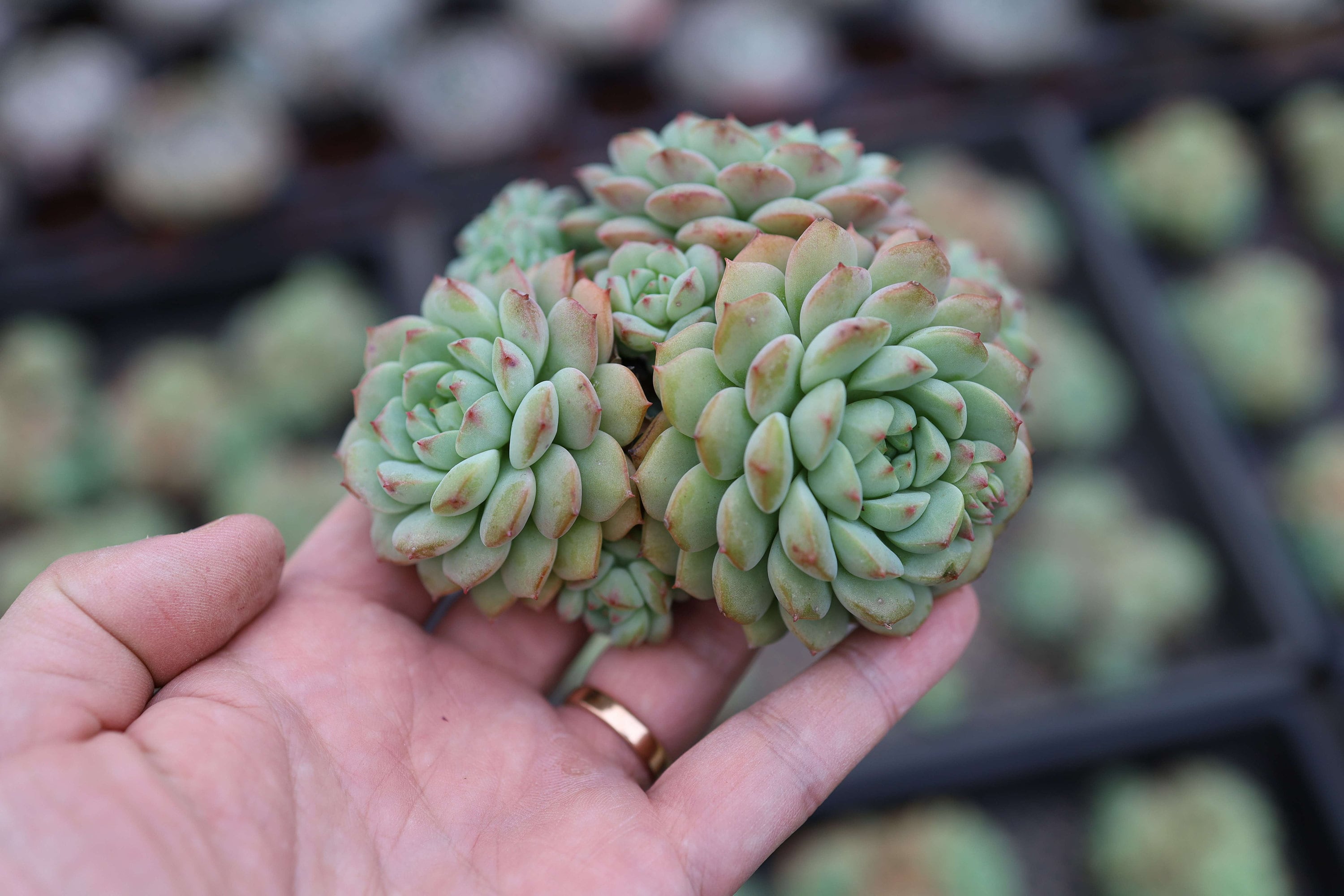 エケベリア パンダフェイス、珍しい生きた多肉植物 - Etsy 日本