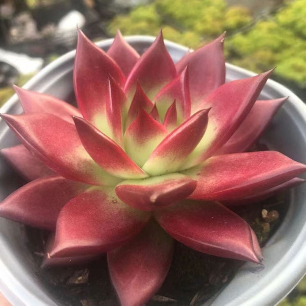 Blood red Echeveria agavoides , Rare Live Succulent