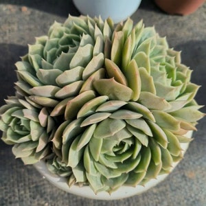 Echeveria &#39;Onslow&#39;, suculenta viva rara