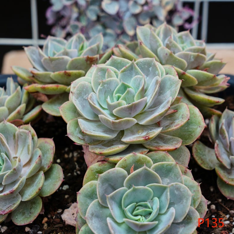 LINshenHK Echeveria Blue Heron - Thumbnail 4