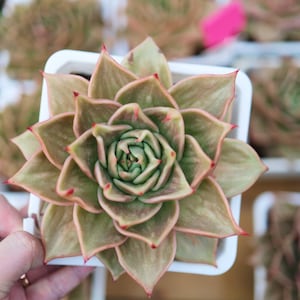 Haworthia "star" variegated- Live Succulent