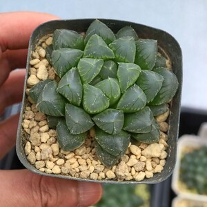 Haworthia OH Cooperi - Live Succulent