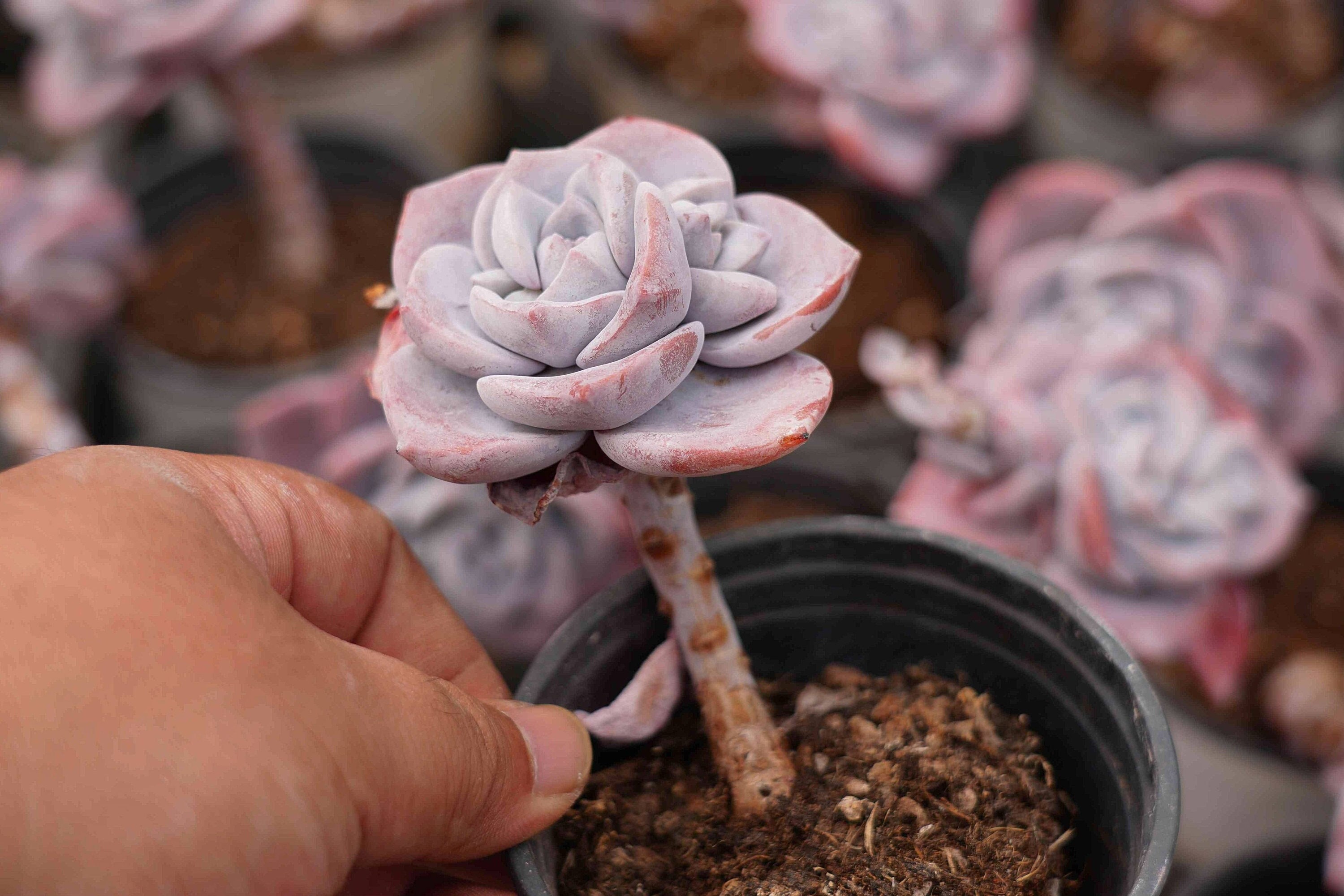 エケベリア サクラフォール - 生きた多肉植物 - Etsy 日本