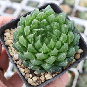 Haworthia Cooperi flower butterfly  - Live Succulent