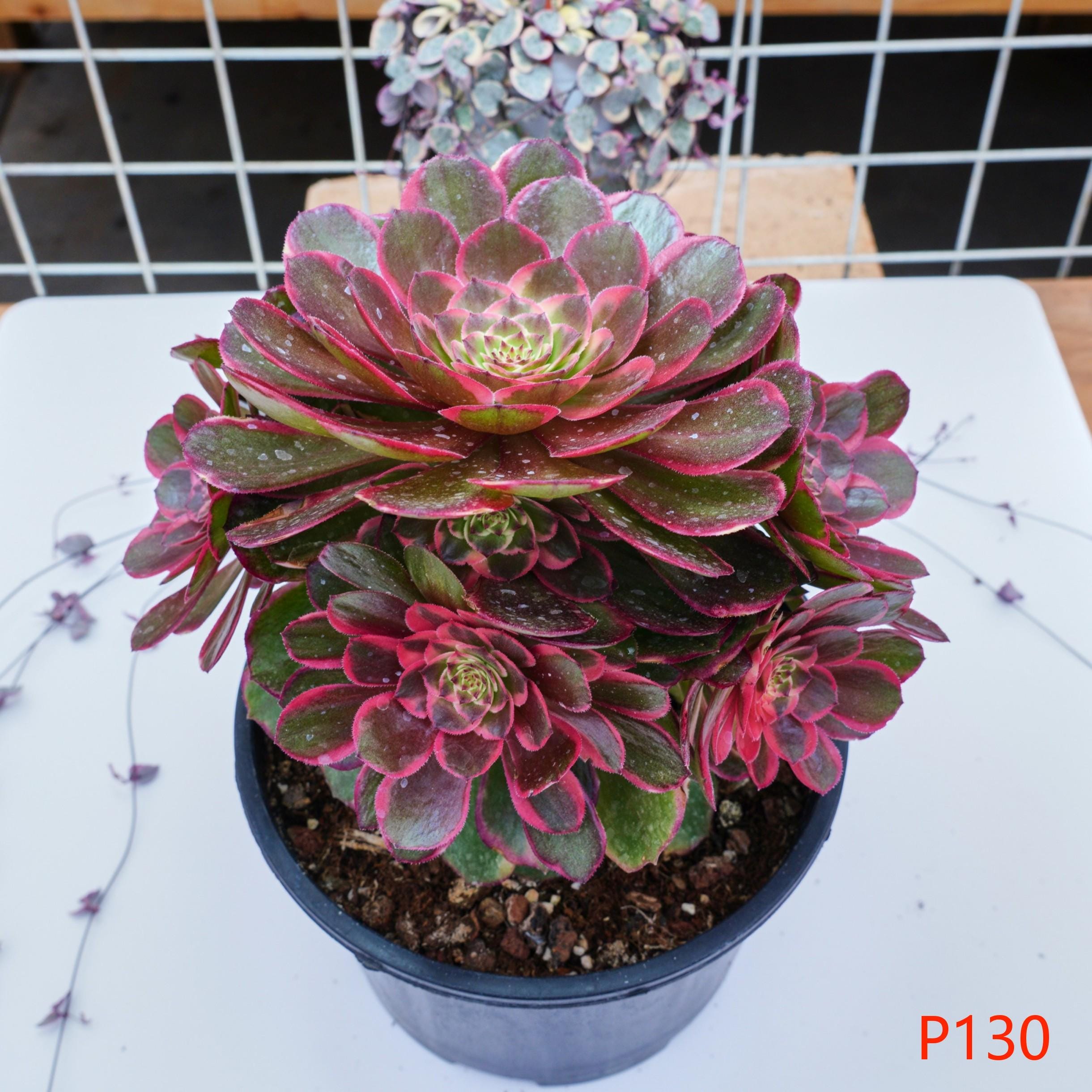 アエオニウム イブニングバンケット - 生植物、P130 - Etsy 日本