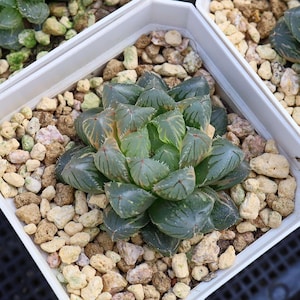 Haworthia Cooperi Flower Fox Variegated - Live Succulent
