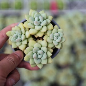 Pachyphytum &quot;Bubble Gum&quot;- Live Succulent
