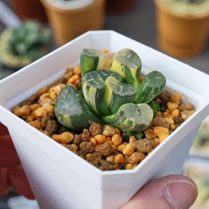 Haworthia Maughanii Fuji Variegated - Live Succulent