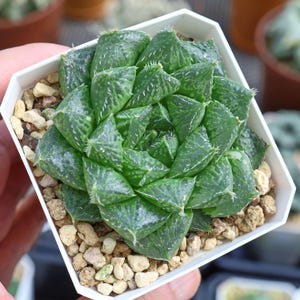 Echeveria Yeon-Deung - Lebende Sukkulente