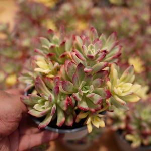 Sedeveria Mini Bell Silk Variegated - Live Succulent