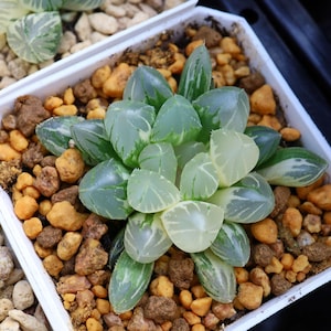 Haworthia Cooperi OH Variegated - Live Succulent