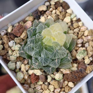 Haworthia cooperi hair variegated - Live Succulent