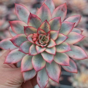 Echeveria Moon Gadnis variegated, Rare Live Succulent