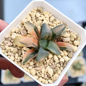 Echeveria Jupiter Variegated- Live Succulent