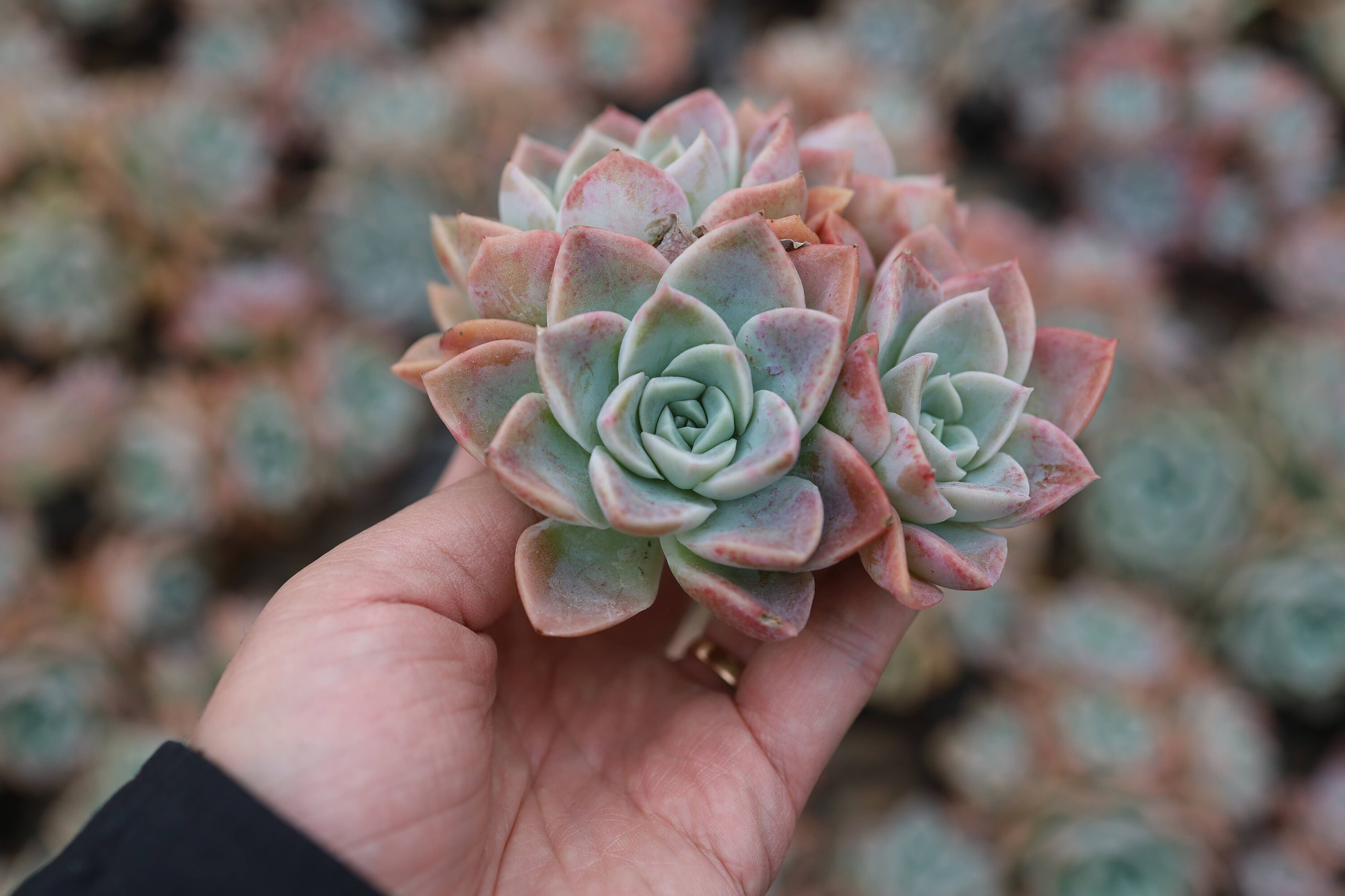グラプトベリア「ハリー・ワトソン」クラスター、珍しい生きた多肉植物