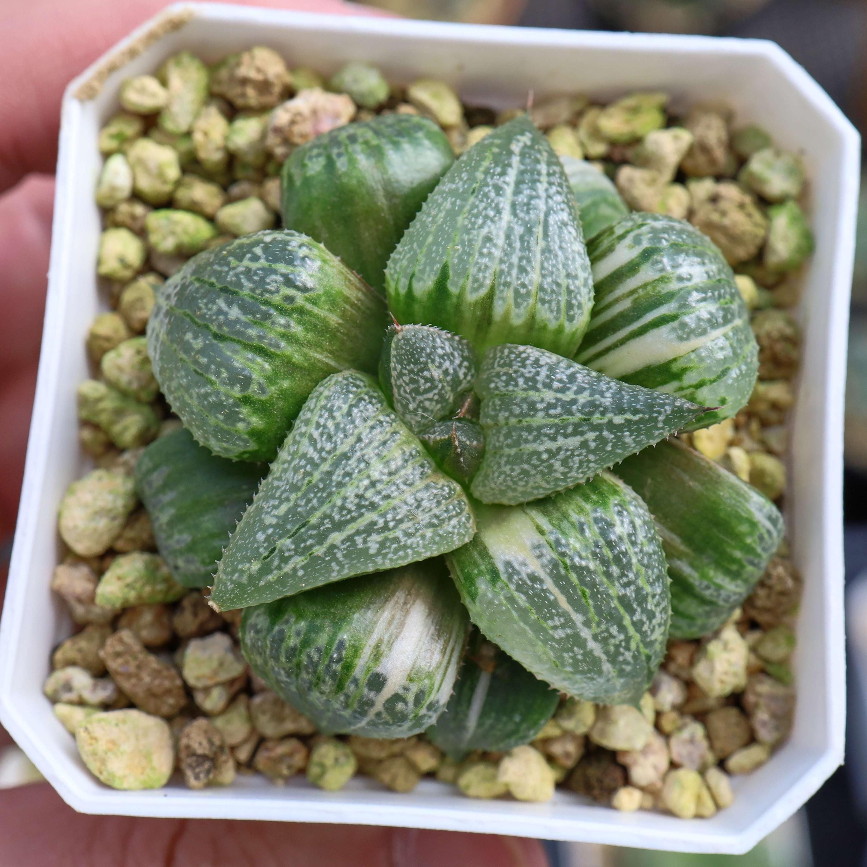 □ピクタ1 実生 未繁殖苗 【多肉植物 ハオルチア ハオルシア】