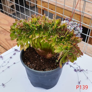 Aeonium Blushing Beauty Crested - Lebende Pflanzen, P139
