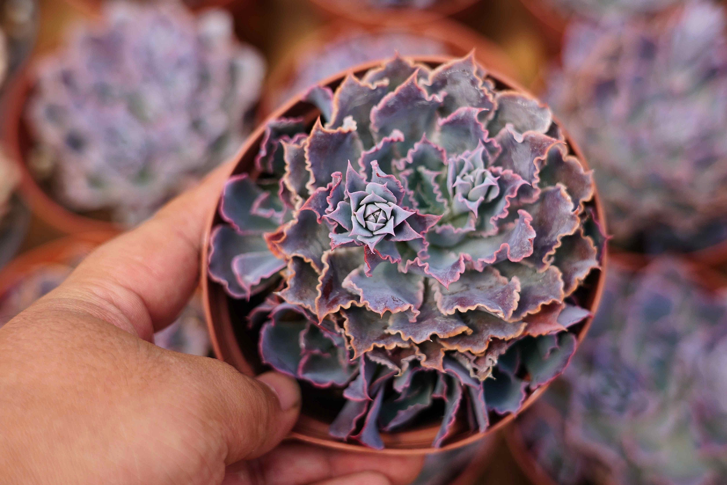 Echeveria shaviana 'Truffles' , Rare Live Succulent