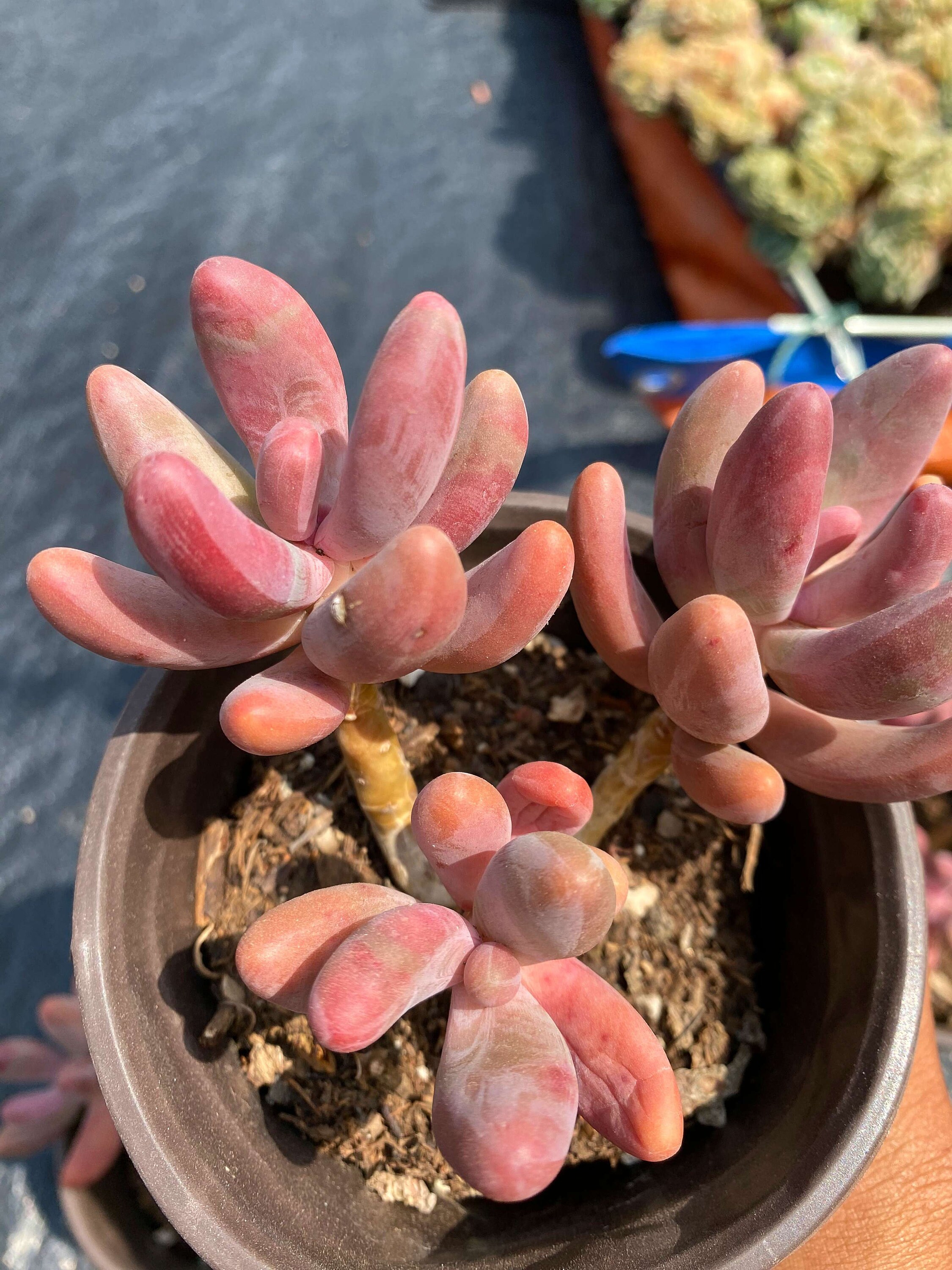 エンジェルフィンガーレッド パキベリア レッド エンジェルズ フィンガー - 生きた多肉植物 - Etsy 日本