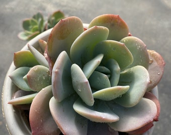 エケベリア「ミルクティー」、珍しい生きた多肉植物 - Etsy 日本