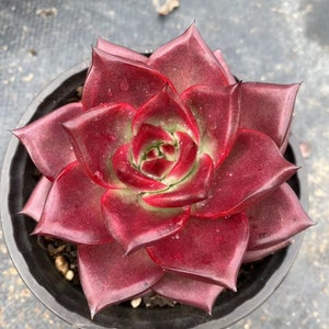 May include: A close-up of a red succulent plant with green tips on the leaves. The plant is in a black pot.