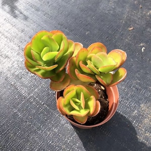 Echeveria Multicalulis &#39;Ginmei Tennyo&#39;, Rare Live Succulent