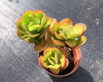 Echeveria Multicalulis 'Ginmei Tennyo', Rare Live Succulent