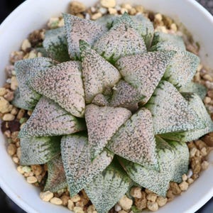 Echeveria Moon Gad Vanish Silver - Live Sukkulente