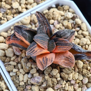 Haworthia bayeri Night Forest  Variegated - Live Succulent