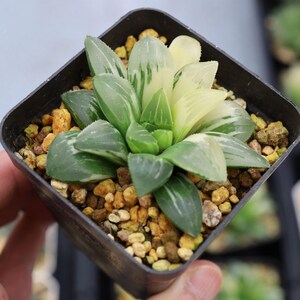 Haworthia Heidelbergensis Variegated - Live Succulent