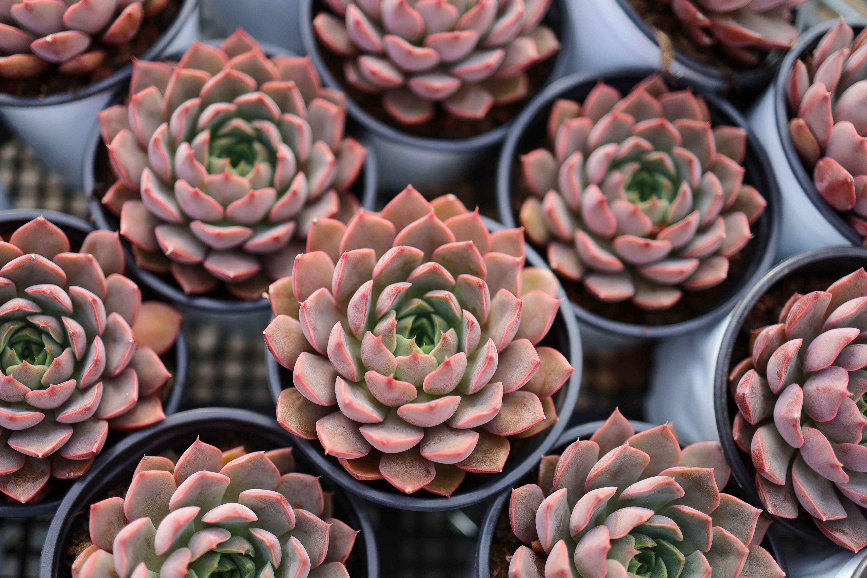 エケベリア「レディローズ」 - 生きた多肉植物 - Etsy 日本