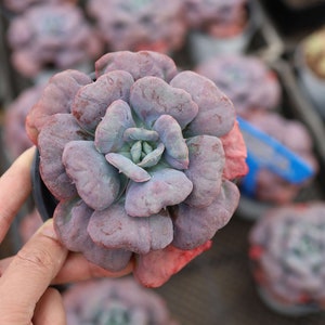 Echeveria &#39;Heart&#39;s Delight&#39; , Rare Live Succulent