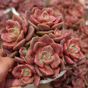 Echeveria&#39;Glaze Lamp&#39; - Live Succulent
