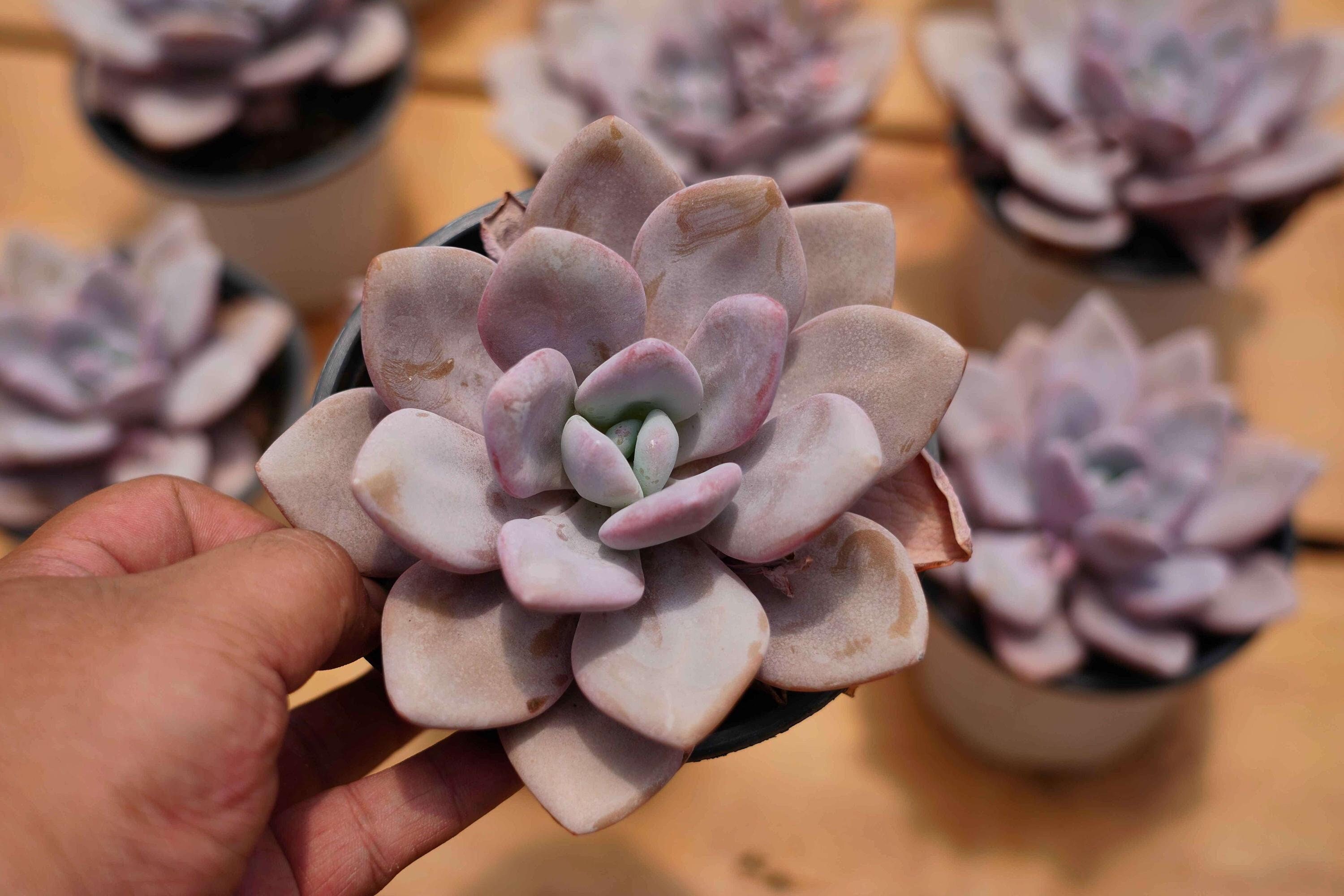 Echeveria 'snow Bunny' - Live Succulent - Etsy
