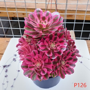 Aeonium Pink Witch  - Live Plants, P126