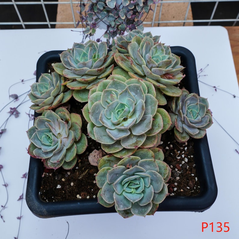 LINshenHK Echeveria Blue Heron - Thumbnail 5